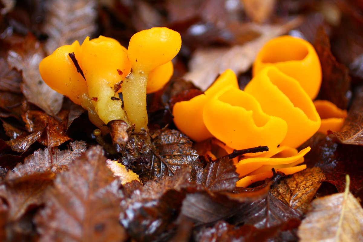 PaulStamets's tweet image. A game-changing moment for fungi! The UK and Chile have launched a global pledge to protect fungi, recognizing them as an independent kingdom of life. This historic move, championed by my friend @Giulifungi and the @fungifoundation, aims to conserve the essential role fungi play…