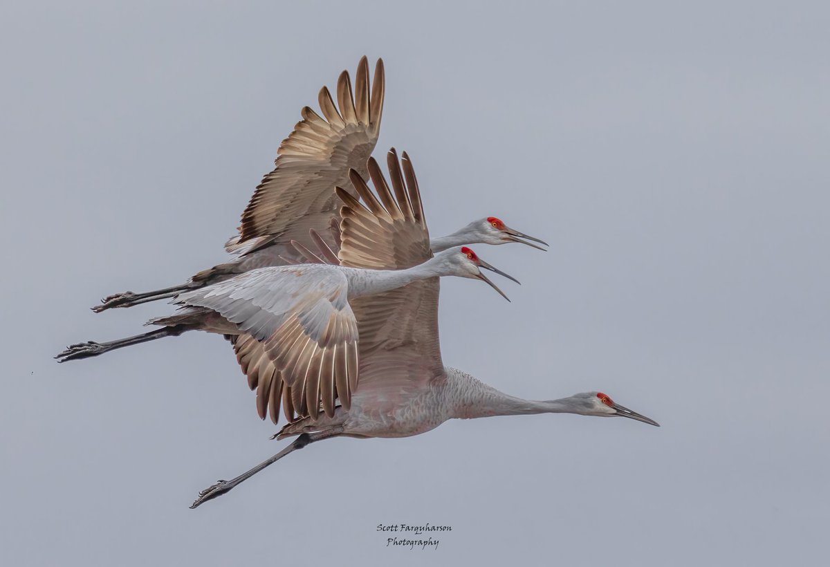 Sandhill Cranes! 
Scottfa.picfair.com

#birds #bird #birdwatching #birdphotography  #nature #BirdsOfTwitter #wildlife #wildlifephotography #BirdsSeenIn2023  #wildlifephotograph #NaturePhotography #Twitter #TwitterNatureCommunity #birdphotography