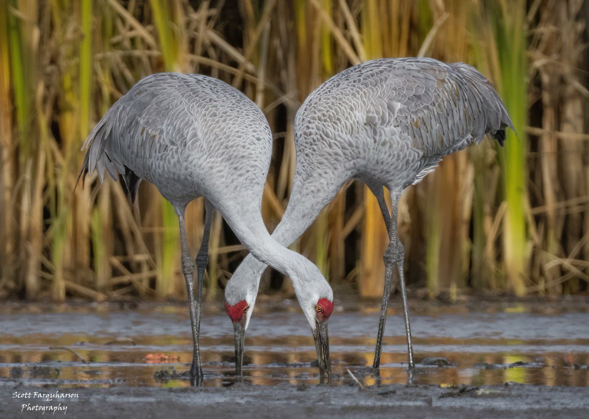 Sandhill Cranes! 
Scottfa.picfair.com

#birds #bird #birdwatching #birdphotography  #nature #BirdsOfTwitter #wildlife #wildlifephotography #BirdsSeenIn2023  #wildlifephotograph #NaturePhotography #Twitter #TwitterNatureCommunity #birdphotography