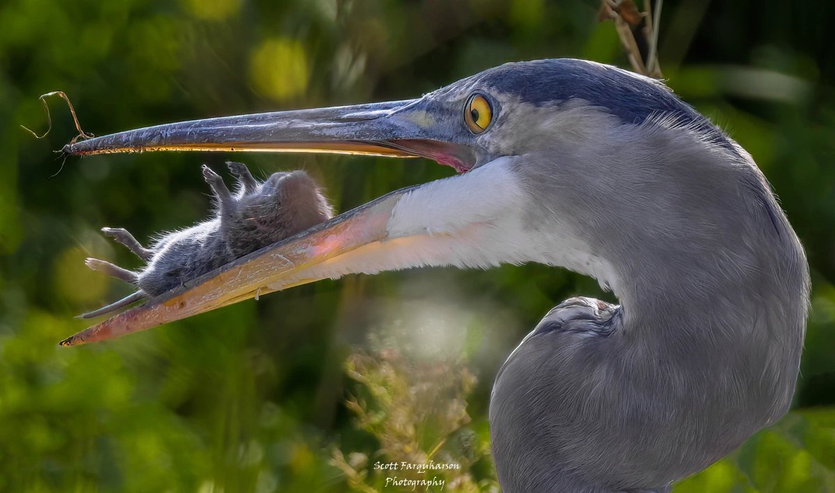 Circle of life! 
Scottfa.picfair.com

#birds #bird #birdwatching #birdphotography  #nature #BirdsOfTwitter #wildlife #wildlifephotography #BirdsSeenIn2023  #wildlifephotograph #NaturePhotography #Twitter #TwitterNatureCommunity #birdphotography