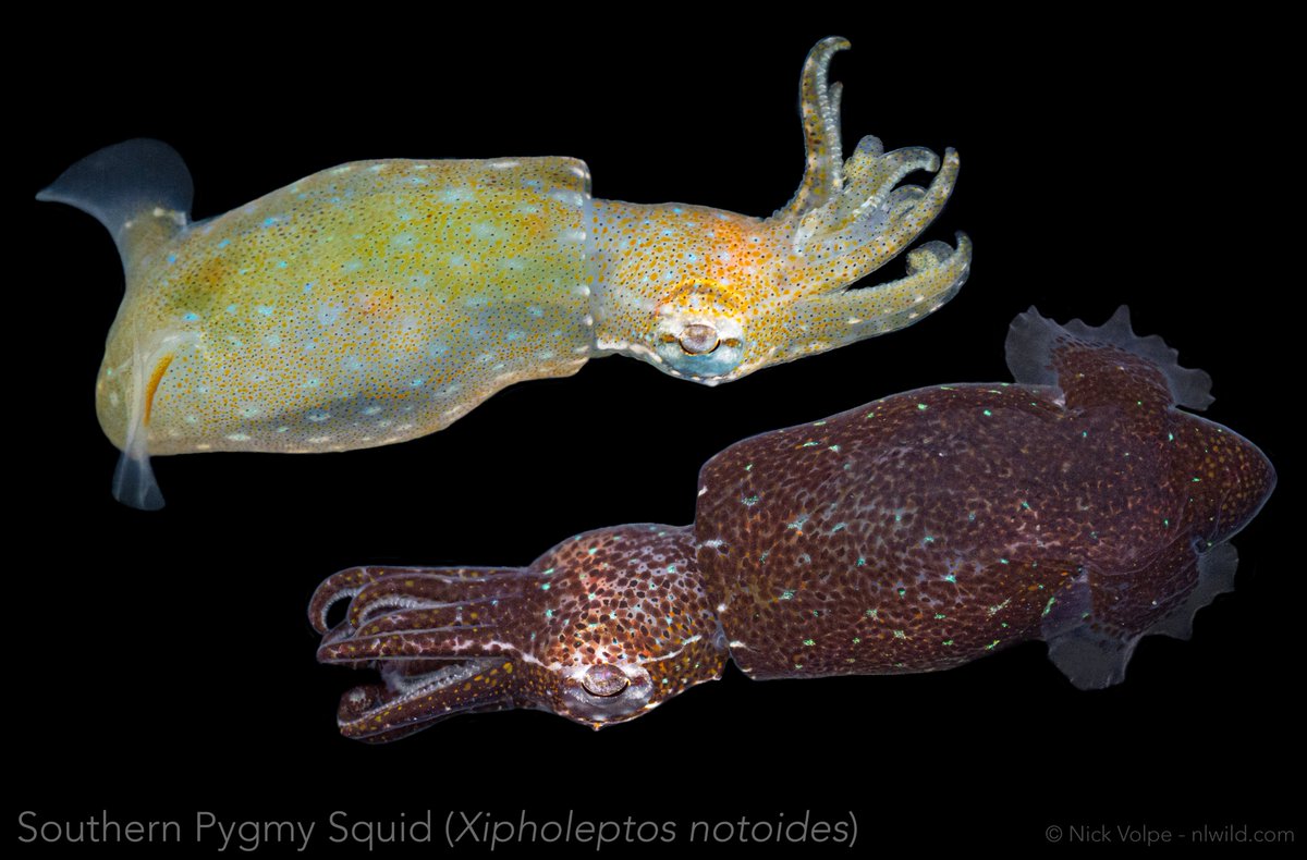 Nick Volpe tweet media