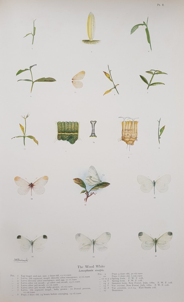 Life history plate for the Wood White from F W Frohawk's Natural History of British Butterflies, 1920s