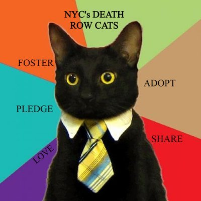 There's been a problem in getting #NewYork rescues to see the pledges for the death row cats. If you have  contacts with the New Hope rescues, share this important info: 🙏

Serius we have 1 050 usd
Muffin  = 677
Mairus = 146
Prince Cat Binks  = 1 200
Queenie  = 777
There are