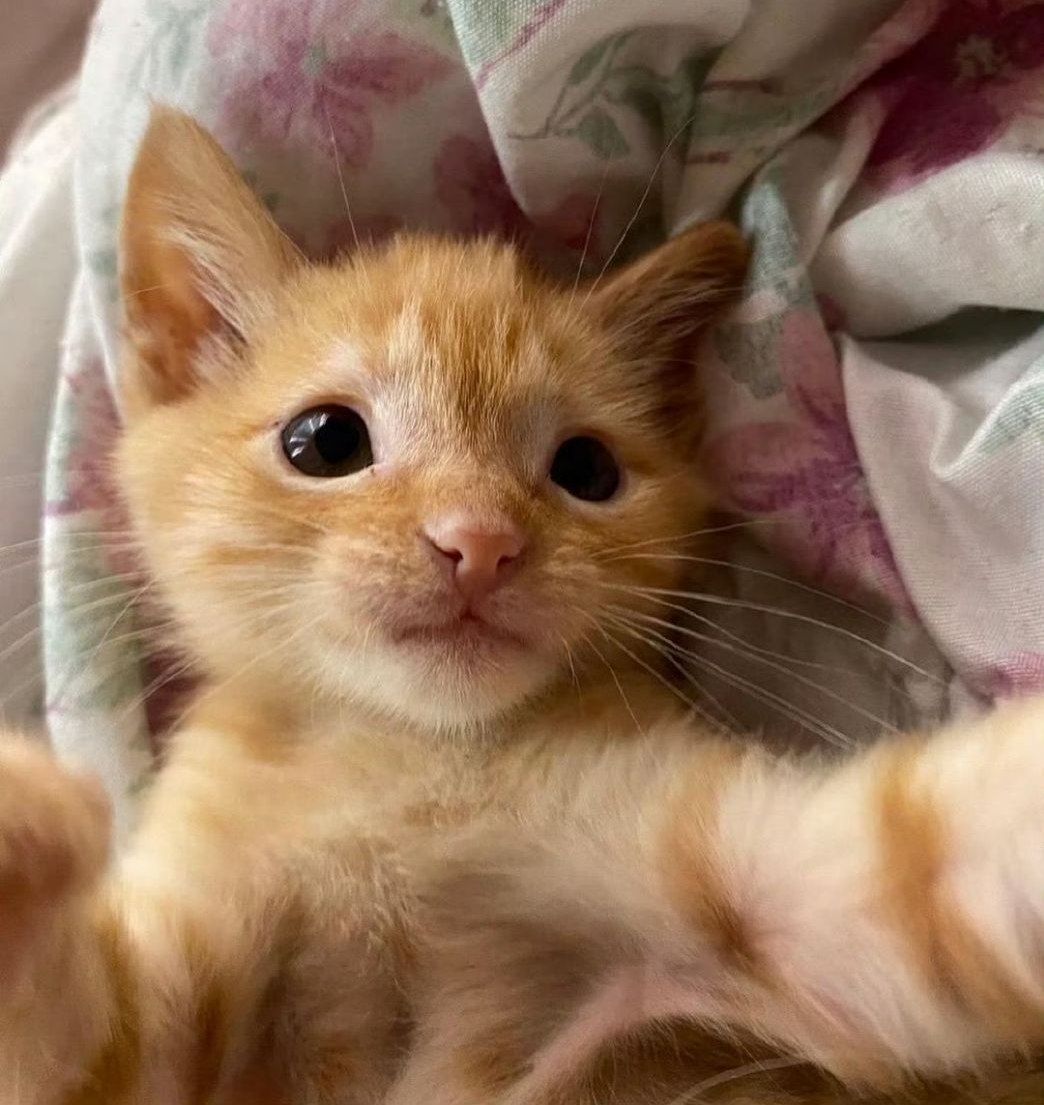 i can't stop thinking about-