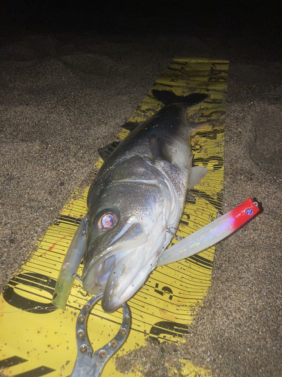 後輩と寒くなってきたから、ラストナイトシーバスかねぇと、言いながら釣行
ドラマが❗️
釣れたシーバスにルアーが2個着いてる。
後輩がラインブレイクしたシーバスを、1時間後に先輩の私がリベンジ！

こんな事あるんですね！
