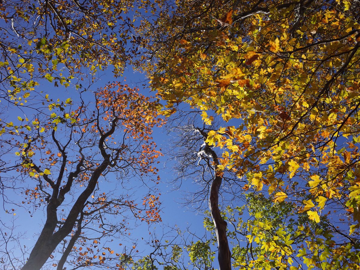 monatten's tweet image. 昨日はT字尾根からテーブルランド周回
暖かかった
ほんま11月？
スキンメッシュとOcta1枚でずっと歩けた
T字尾根の紅葉は…
土倉岳辺りの方がキレイでした！
#GR2