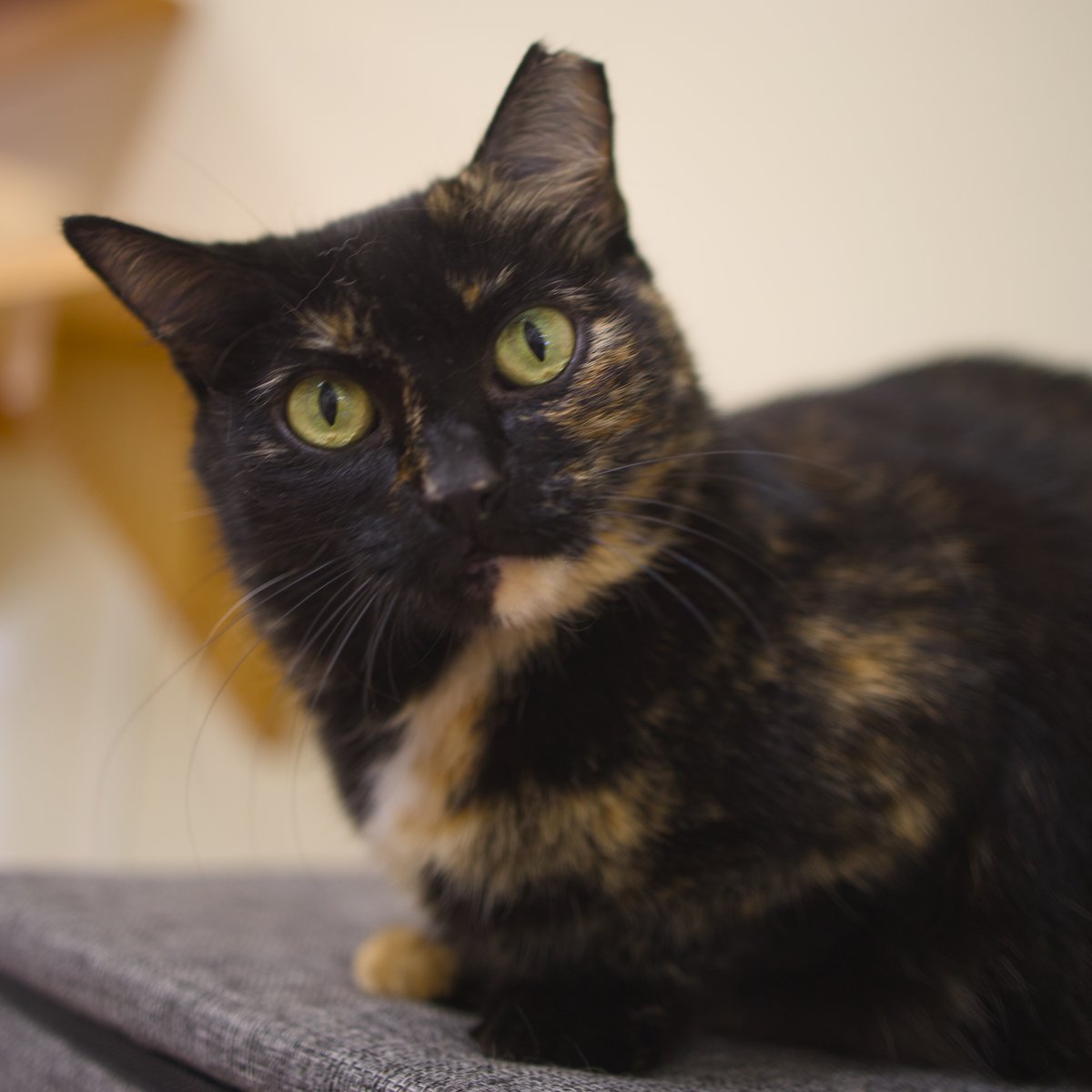 Shadow Cats tweet media