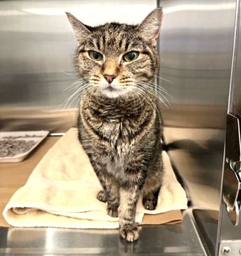 PeterAskin1's tweet photo. Darling Spunky was saved from NYC ACC by Frankie's Fund for Feline Care &amp; many of us us pledged. There are still serious vet issues with diabetic mellitis &amp; a hindleg gait, so please make a donation if you can by PayPal: frankiesfelinefund@gmail.com &amp; thank you! 😊💞👏 https://t.co/QQQVR84fxy