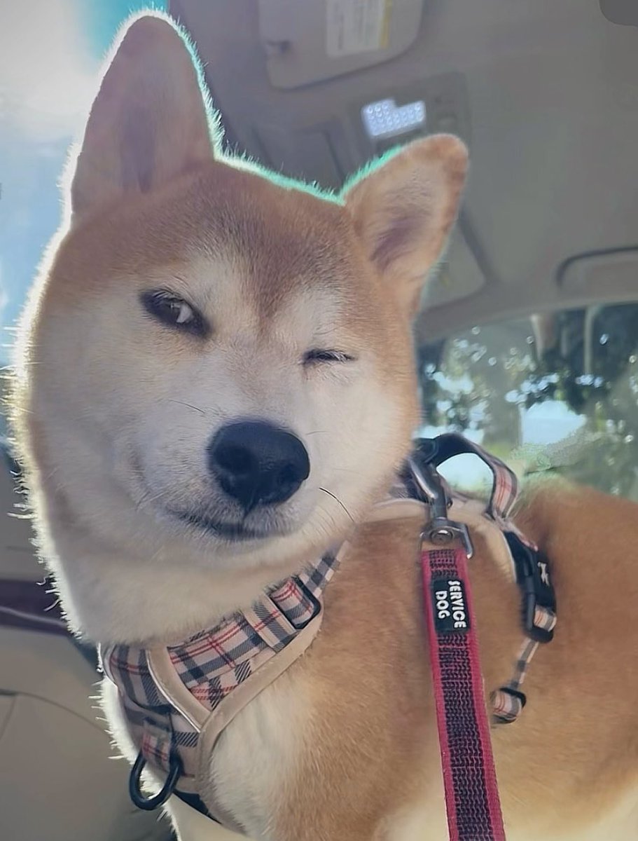 柴犬·͜·♡もも tweet media