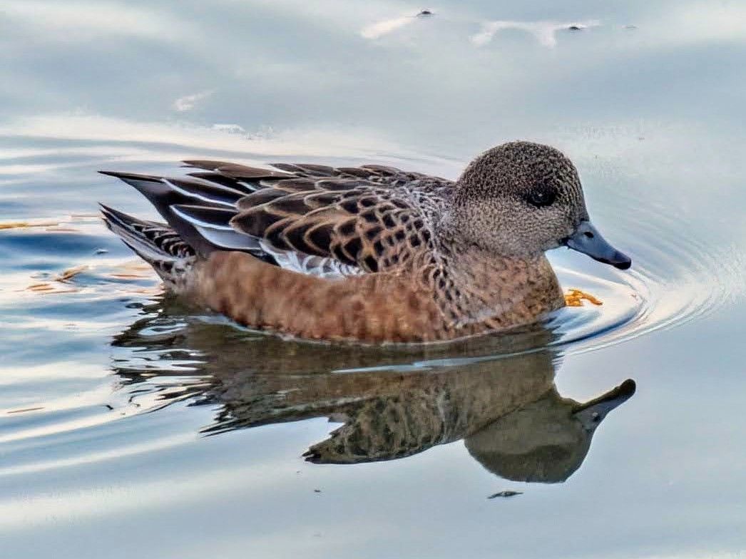 Manhattan Bird Alert tweet media