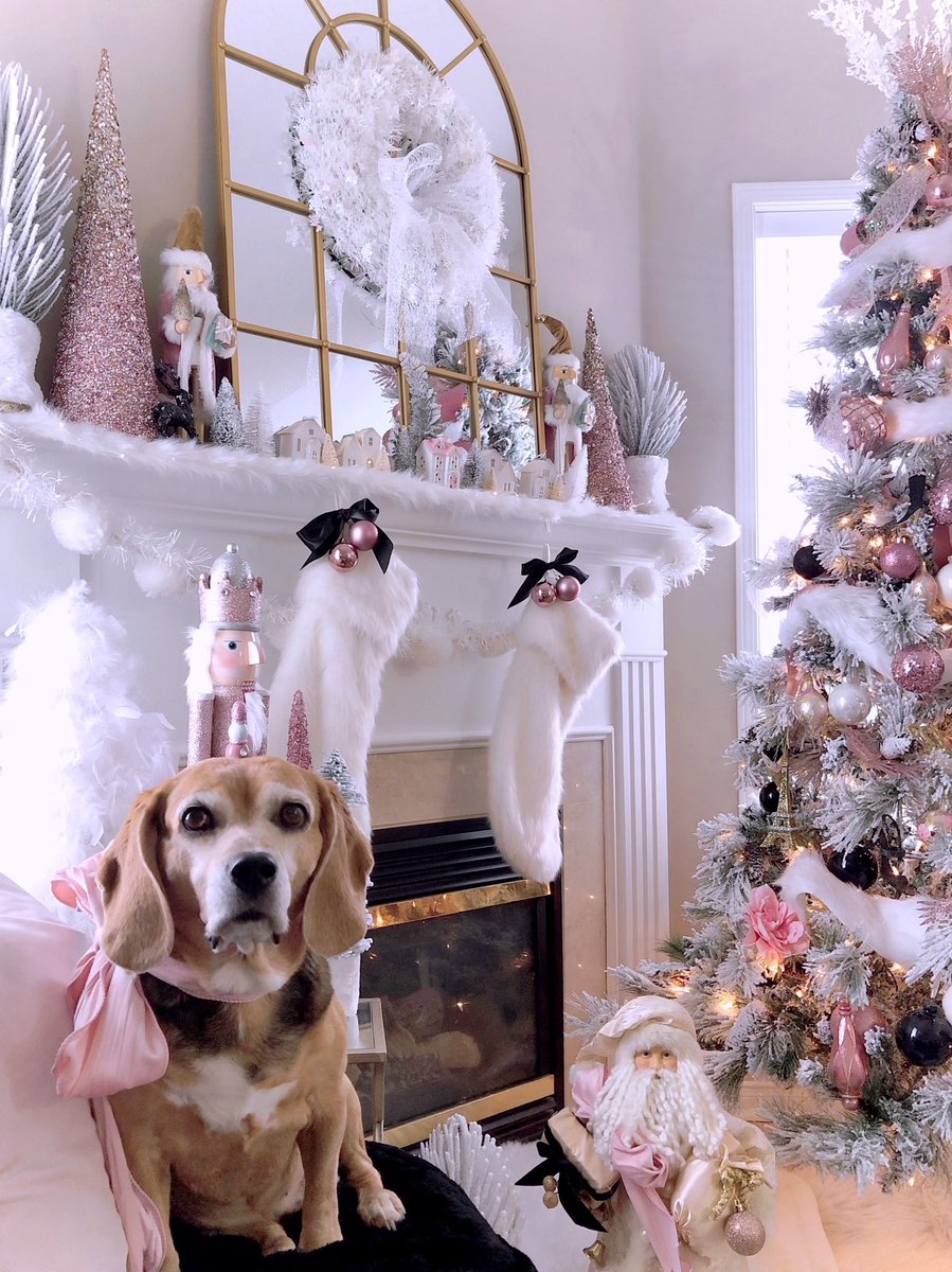 Mama likes to put da 🎀 on meez. She sayz I looks pretty wiff it and wiff oud it. I said ok, do its mama <a href="/DecoratorDiva1/">💖Decorator Diva💖</a>  💖🐾

#ChristmasDog  #Beagles #SweetDog #PinkChristmas #bows #ChristmasDecor #PinkChristmas <a href="/beaglefacts/">Beagle Facts</a>