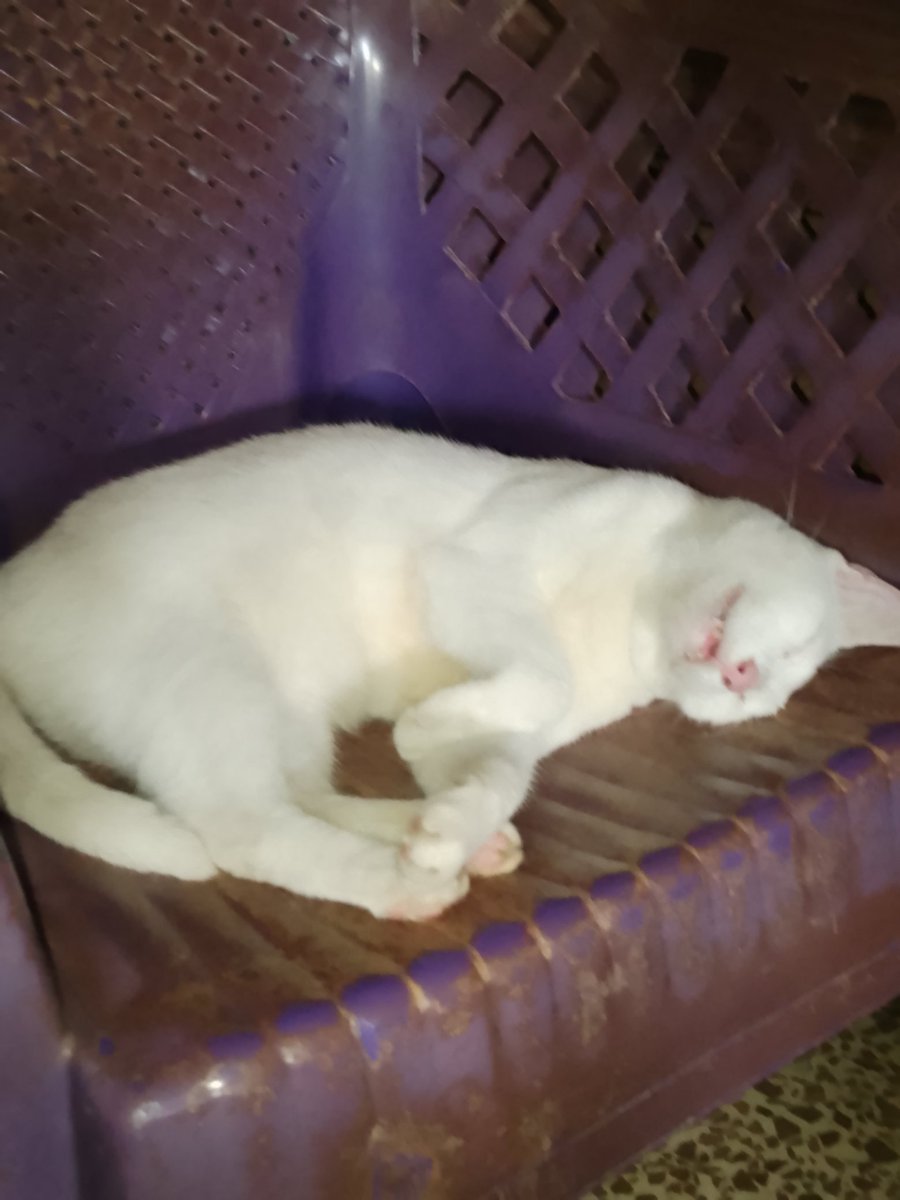mitsuki_w8991's tweet photo. Mi Artemis.. bien dormidito https://t.co/ec6hhQAWgz