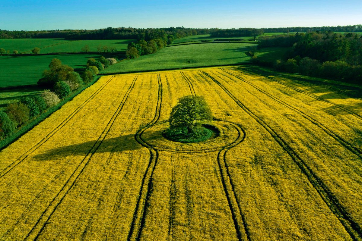 Lonely trees are not lonely;
they have their eternal companies:
songs of the birds;
shadows of the clouds;
lights of the Moon;
whispers of the winds...
Lonely trees are not lonely!

~ Mehmet Murat Ildan 

#trees #nature #landscape 
📷 Nigel Francis