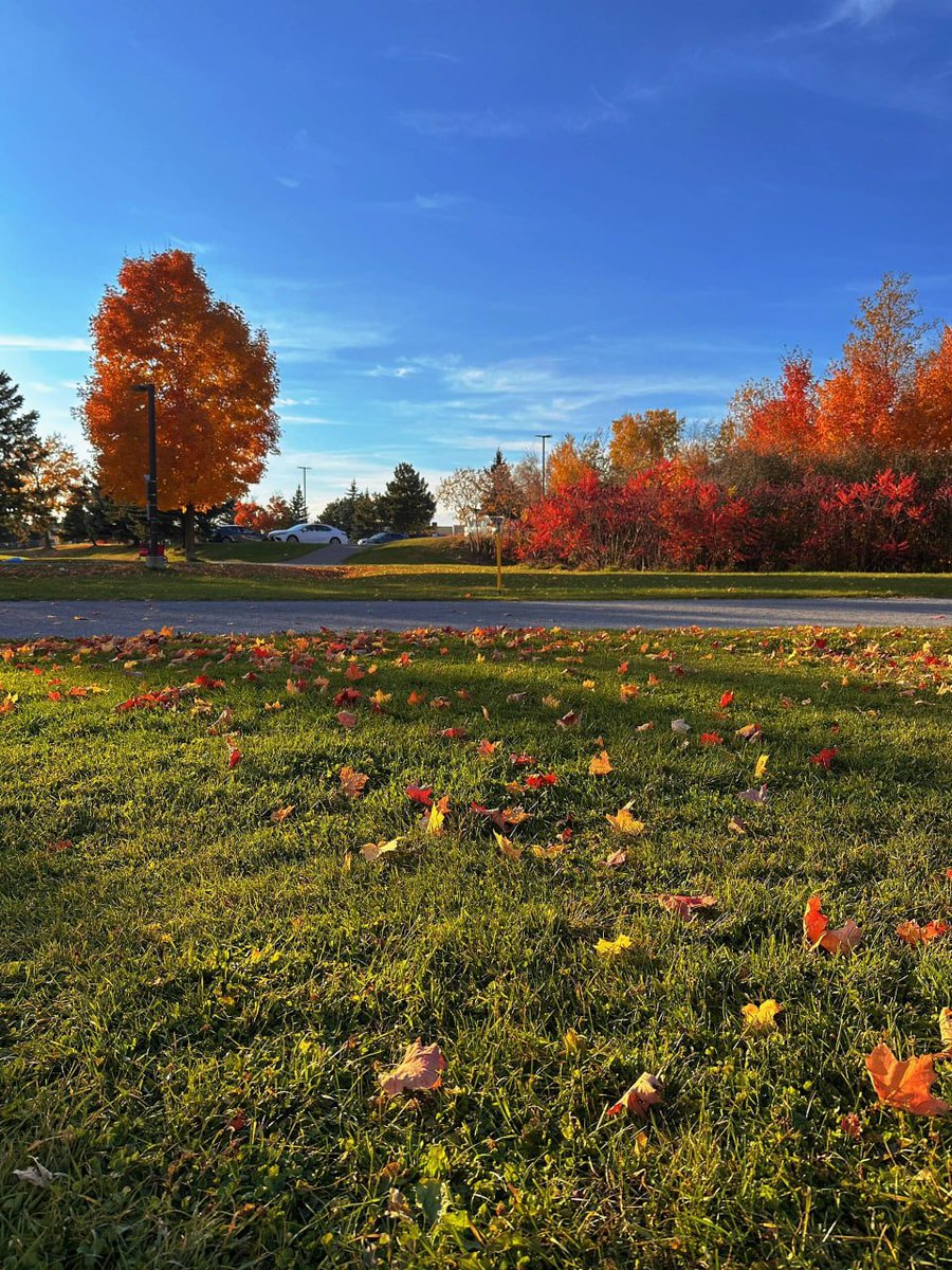 sarousht's tweet photo. Leaf color changes before winter🍁 https://t.co/VnPO3ahjMY