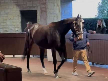 930Racing's tweet photo. The best girl!! 💙💛 A model of consistency &amp; class, she always tried her best at any &amp; every track &amp; was a barn ⭐️ everywhere! Big thx to the team, @Pbhager! B.Mott for believing in her &amp; adoring her @LSchultz626 for seamlessly taking over @BucklandSales for all the magic! ✨ https://t.co/7BJ1mDsBkc