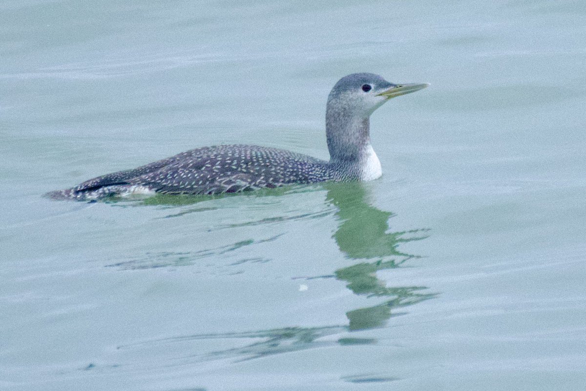 Mike O'Hanlon (@yellowshriker) on Twitter photo Red throated diver off Minsmere this afternoon <a href="/RSPBMinsmere/">RSPB Minsmere 🌍</a> <a href="/SuffolkBirdGrp/">Suffolk Bird Group</a> <a href="/Natures_Voice/">RSPB</a> #BirdsOfX #BirdsSeenIn2024 #birding Red throated diver off Minsmere this afternoon <a href="/RSPBMinsmere/">RSPB Minsmere 🌍</a> <a href="/SuffolkBirdGrp/">Suffolk Bird Group</a> <a href="/Natures_Voice/">RSPB</a> #BirdsOfX #BirdsSeenIn2024 #birding