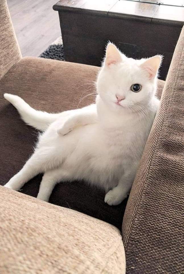 Happy Cat 🐱💟 tweet media