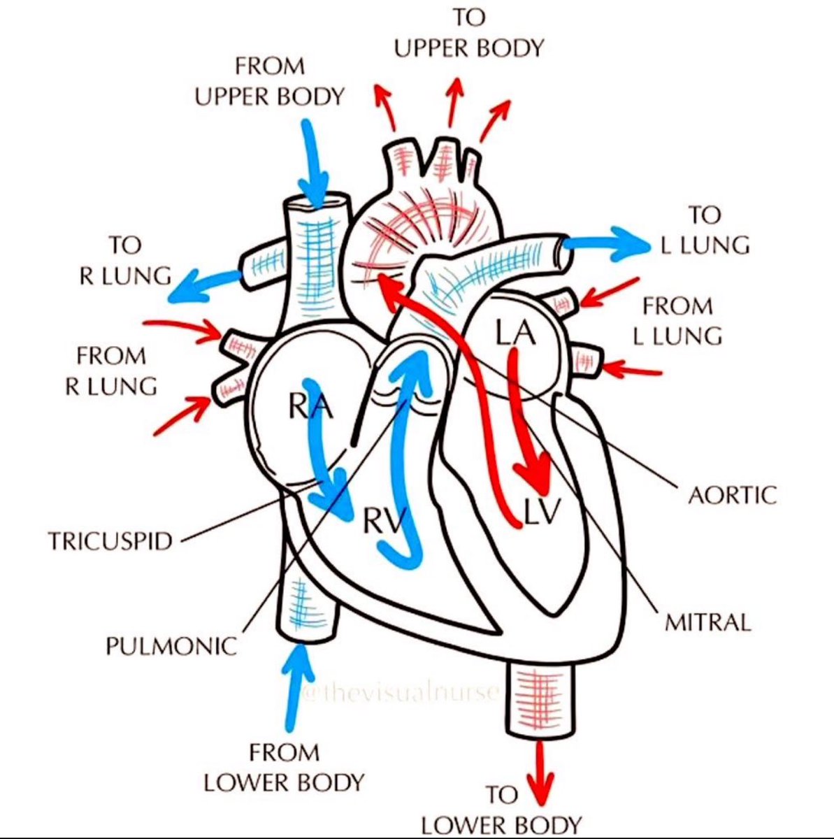 Blood flow through the heart🫀
