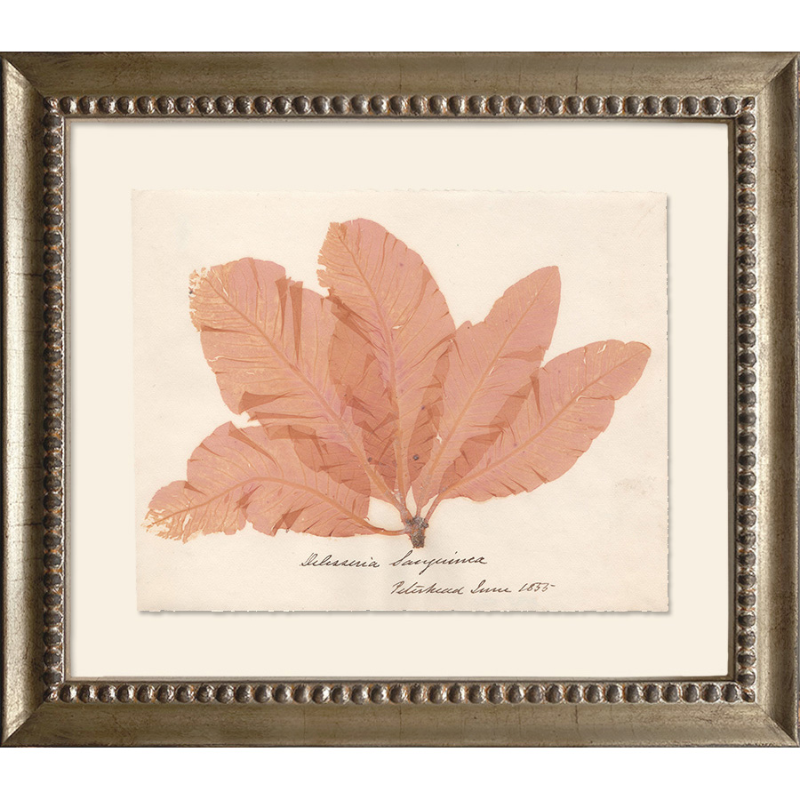 madebykim's tweet photo. Introducing The Seaside Herbarium Collection - where endless summer vibes meet coastal elegance.

Immerse yourself in the delicate beauty of the sea with our one-of-a-kind artworks, featuring antique herbarium specimens of dried algae from the coastal regions of Scotland. https://t.co/1IydYPPwUN