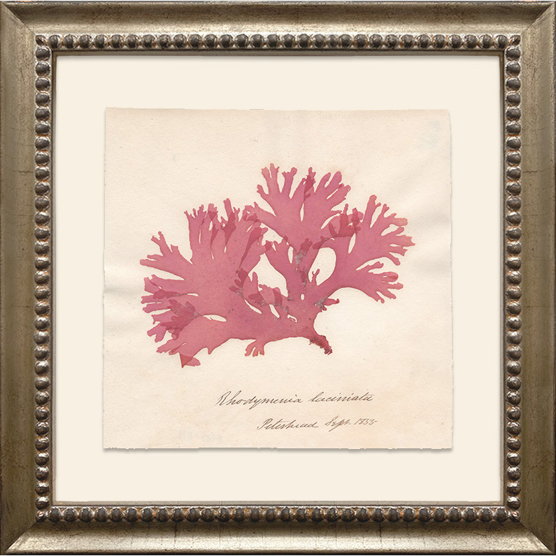 Introducing The Seaside Herbarium Collection - where endless summer vibes meet coastal elegance.

Immerse yourself in the delicate beauty of the sea with our one-of-a-kind artworks, featuring antique herbarium specimens of dried algae from the coastal regions of Scotland.