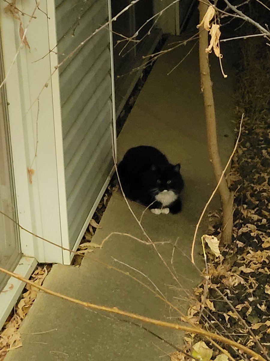 Matthew Cardinal ✨🌺 tweet media