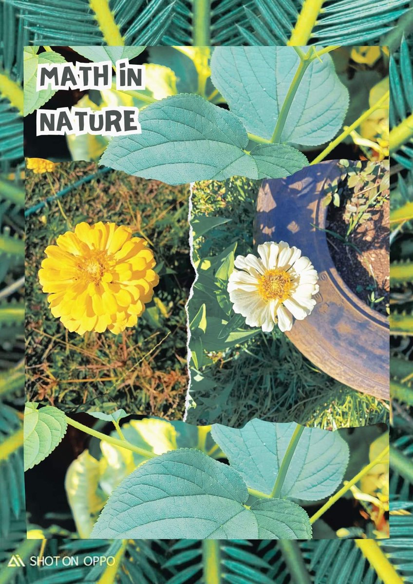 mathtwosee's tweet image. The Fibonacci sequence appears surprisingly often in nature. From the spiral arrangement of sunflower seeds to the branching patterns of trees! These patterns show us how math is all around us and makes nature even more amazing!  

#FibonacciFun
#MathInNature