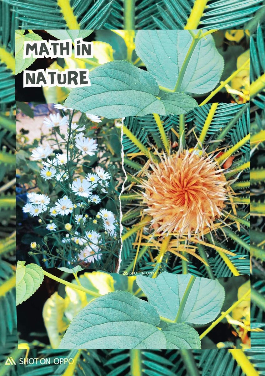 mathtwosee's tweet image. The Fibonacci sequence appears surprisingly often in nature. From the spiral arrangement of sunflower seeds to the branching patterns of trees! These patterns show us how math is all around us and makes nature even more amazing!  

#FibonacciFun
#MathInNature