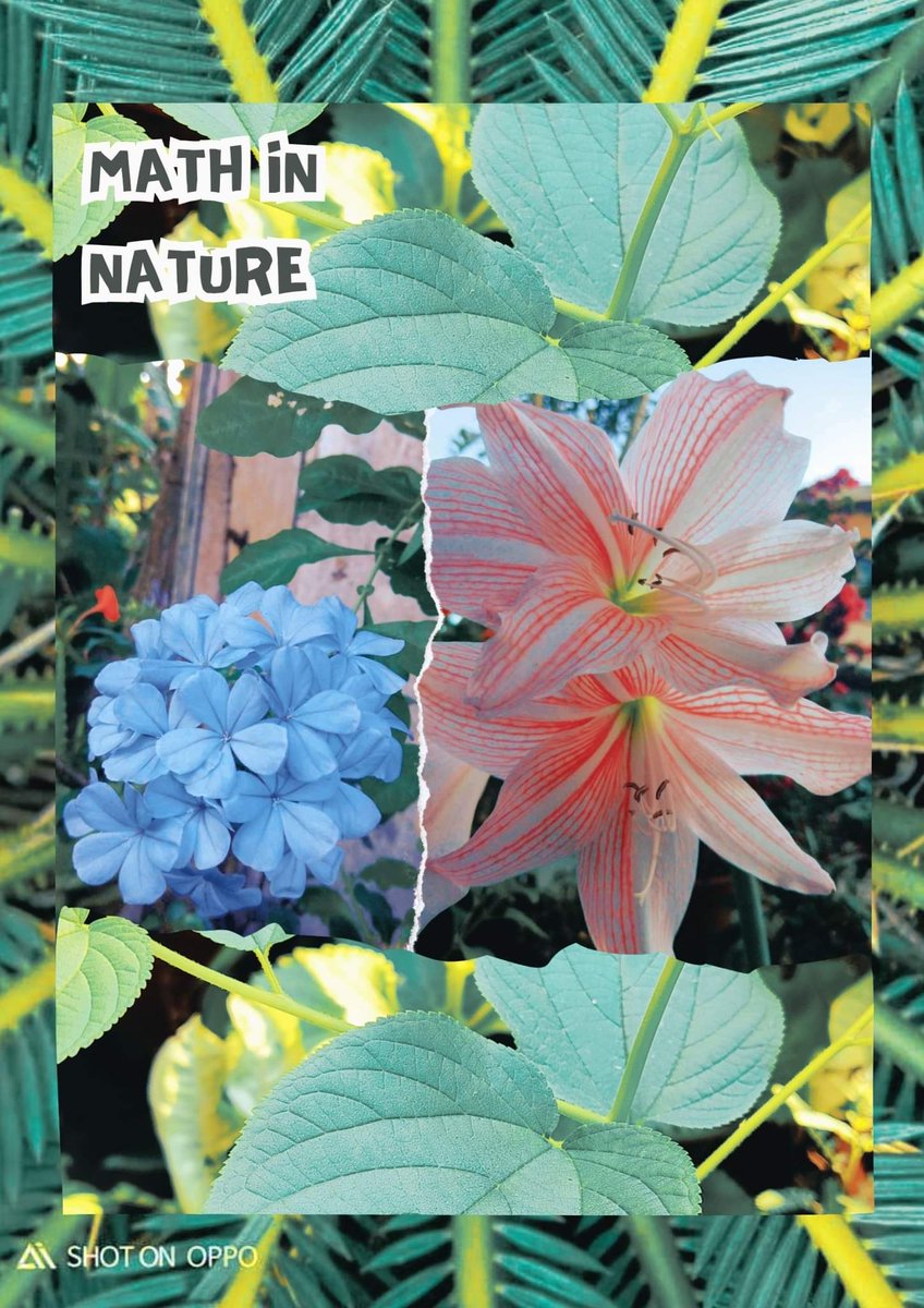 mathtwosee's tweet image. The Fibonacci sequence appears surprisingly often in nature. From the spiral arrangement of sunflower seeds to the branching patterns of trees! These patterns show us how math is all around us and makes nature even more amazing!  

#FibonacciFun
#MathInNature