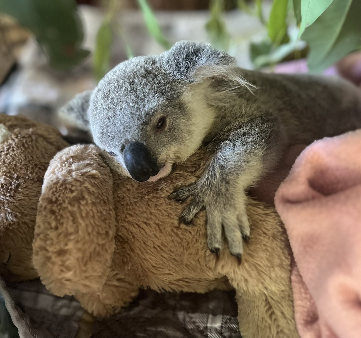 Meet Axl 😍.   Huge voice on this guy!  The wonderful Queensland Koala Crusaders have organised a foster programme for Axl for us  If you would like your foster Axl for November please follow the link  koalacrusaders.org.au/axl  <a href="/axlrose/">Axl Rose</a> <a href="/gunsnroses/">Guns N' Roses</a> <a href="/youngroadie/">Rahul Sharma</a> @littleemoannie_