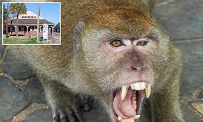 guille_farrell's tweet photo. 🚨43 monkeys have escaped from the Alpha Genesis Research Center in SC after an employee left a door open! Locals are being told to secure homes while officials work to track them down. ‘Monkey mayhem’ has Yemassee on high alert 🐒🔍 #MonkeyEscape #Yemassee #BreakingNews #JumanjiIRL"