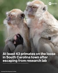 guille_farrell's tweet photo. 🚨43 monkeys have escaped from the Alpha Genesis Research Center in SC after an employee left a door open! Locals are being told to secure homes while officials work to track them down. ‘Monkey mayhem’ has Yemassee on high alert 🐒🔍 #MonkeyEscape #Yemassee #BreakingNews #JumanjiIRL"