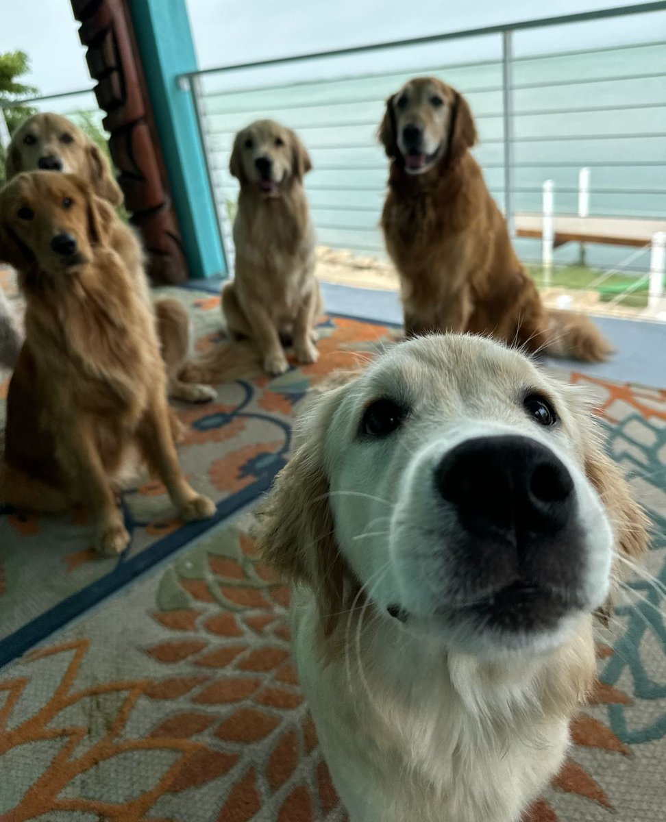 The Golden Ratio tweet media