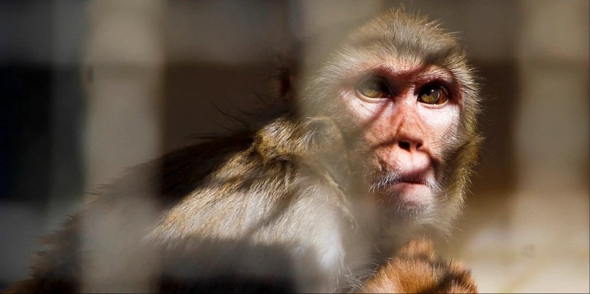 alphagenmonkeys's tweet photo. We are still 40 strong.

Mating protocols has been initiated to grow the troop.

If you spot us, don't be alarmed.

Just offer some fruit and maybe we'll share our secrets about what was happening in the lab.

Or we'll just snatch the snacks and dash.

#LabEscape https://t.co/4nNWIfHsxG