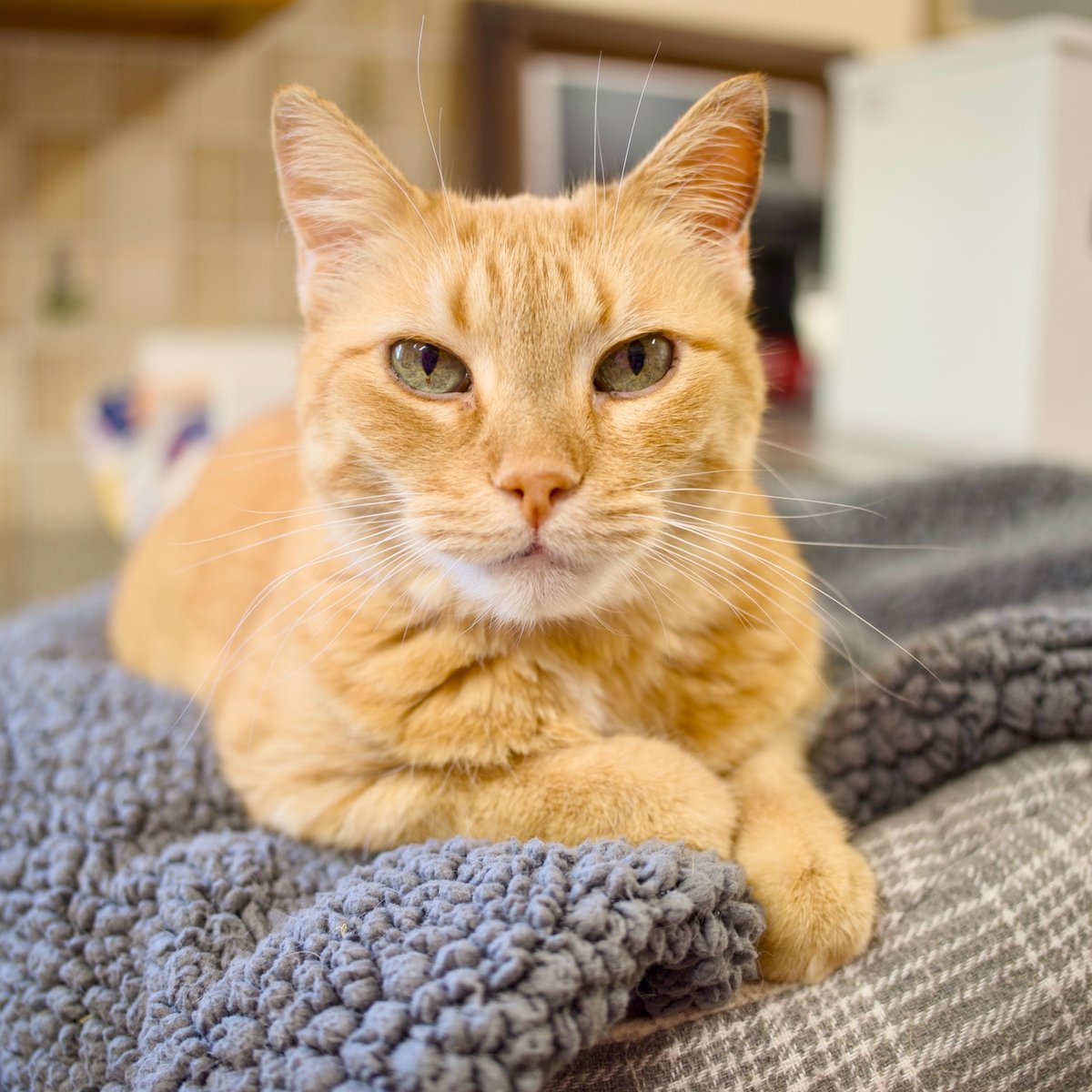 ShadowCatsTexas's tweet image. Alina, hypnotizing you.  

**bring me more treats, bring them to me now** 😼

#cats #alina #hypnotizing #treats #please