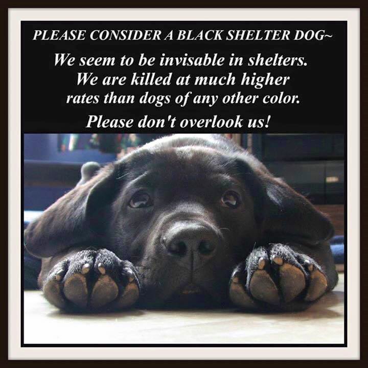 🐕‍🦺 GOOBER 💚 #93572D
#AdoptMe #RockyMount #NC 🇺🇸
3 months old 35lbs sweet male lab mix #puppy! 😍 Surrendered w/10 siblings &amp; in need of a loving forever🏡♥️ ASAP‼️ Goober has a swollen spot under his eye 😢 Please share 🙏🏼 Shelter is FULL 🆘 Help #RescueMe 🛟