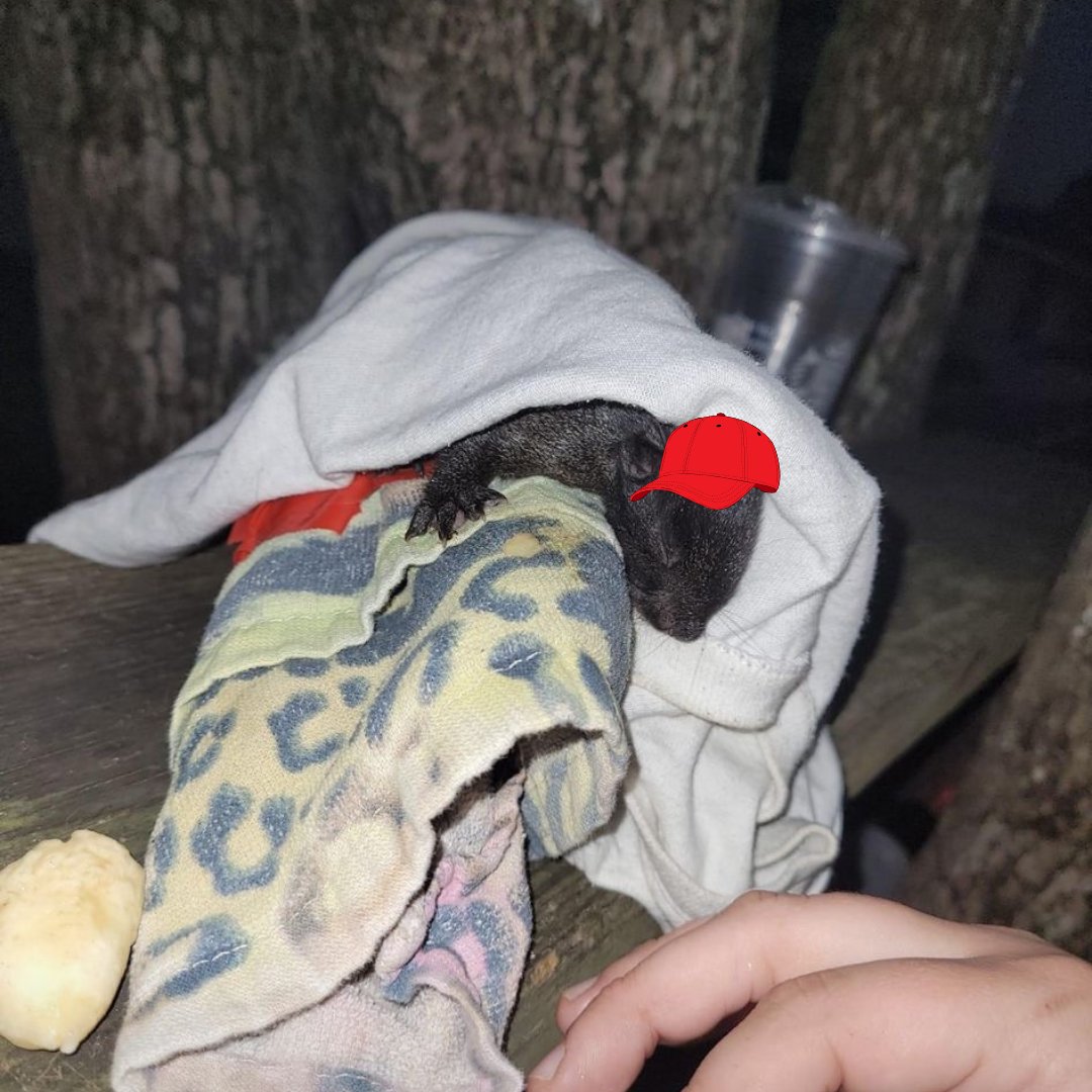 MidnSquirrel's tweet photo. 🌙 Midnight is Resting Up! 🌙

As the night falls, Midnight is catching some rest… ready to continue the journey for Peanut’s legacy tomorrow. 🐿️💤 Together, we’re building something meaningful. See you all in the morning, Midnight Army! ❤️ #solana https://t.co/XMqodjWyod