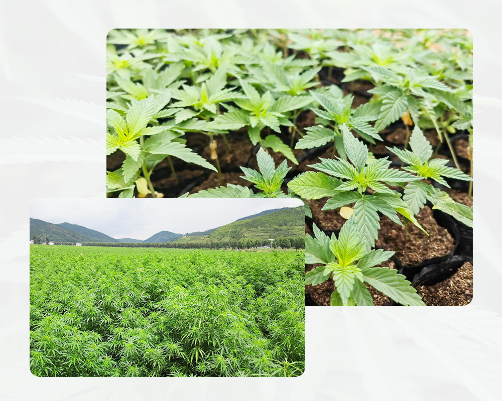 HnMiso's tweet photo. After several months of growing from seedlings to tall plants, they are finally ready to be harvested. 🌿
👉https://t.co/UrWISeFdv6
#industrialhemp #plant #plantextract #CBD #organicfarming #purenatural #cannabidiol https://t.co/YPLSUGArbE
