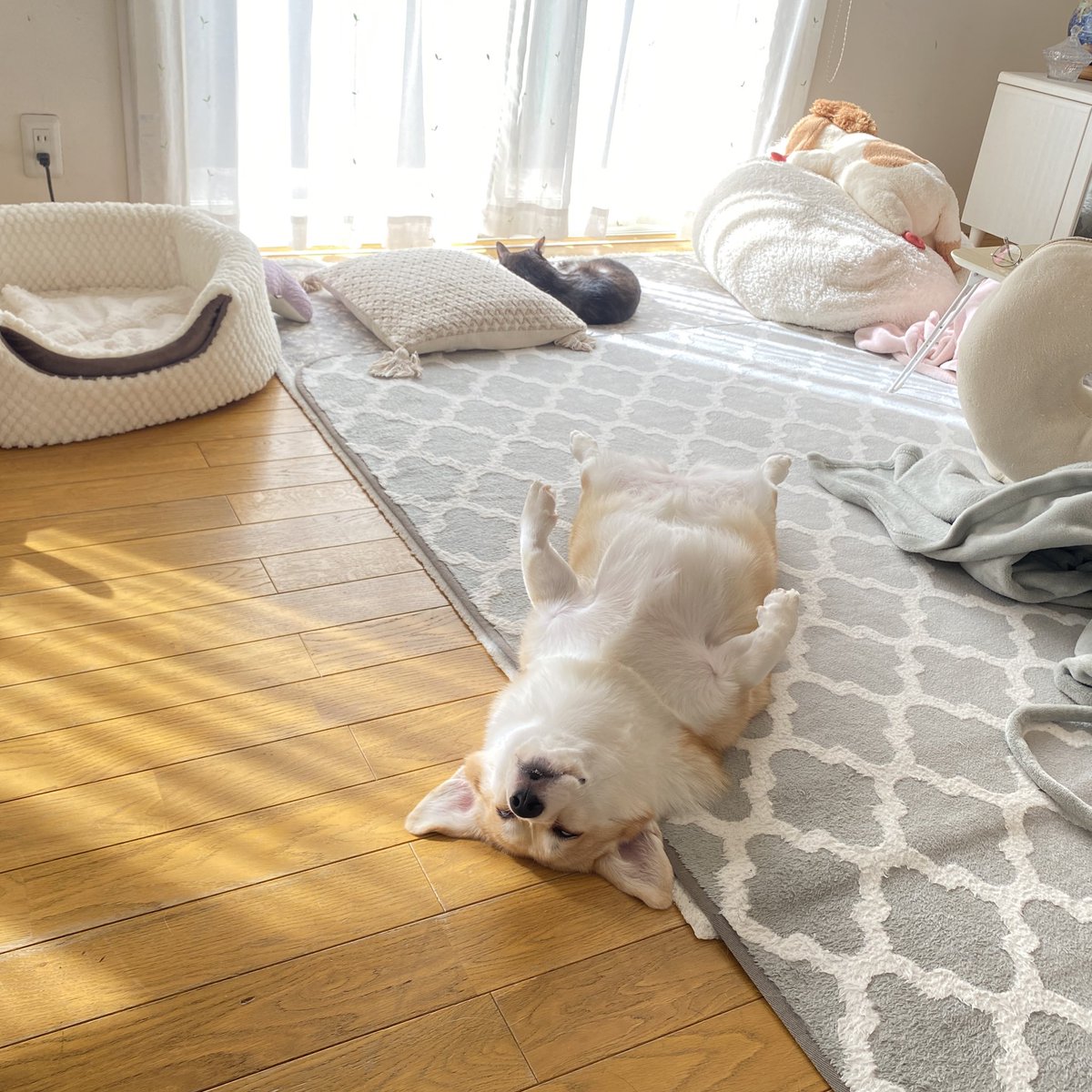Banana_corgi7's tweet photo. 爆睡し過ぎだろ 笑 https://t.co/ReU8awVnYg