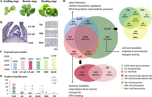 Hortres's tweet image. Study uses laser dissection to reveal gene expression in Chinese cabbage leaf development #LeafDevelopment @OxfordJournals 
Details:doi.org/10.1093/hr/uha…