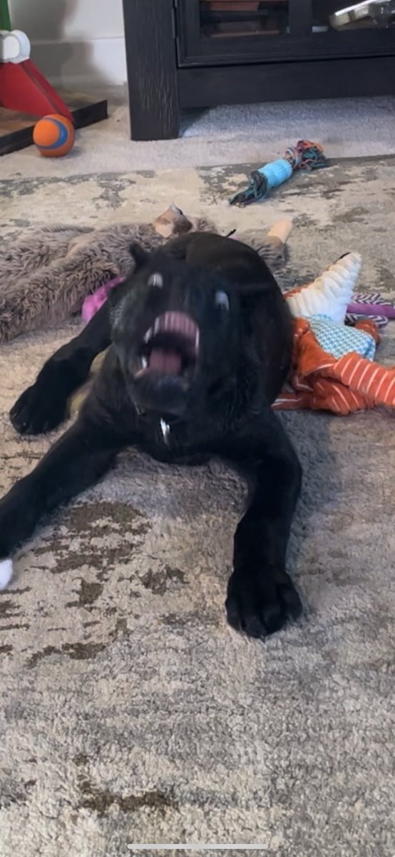 Katalytic_'s tweet photo. @DeadbyDaylight you put my dog in the game!!! let’s go? https://t.co/LQygC66WxM