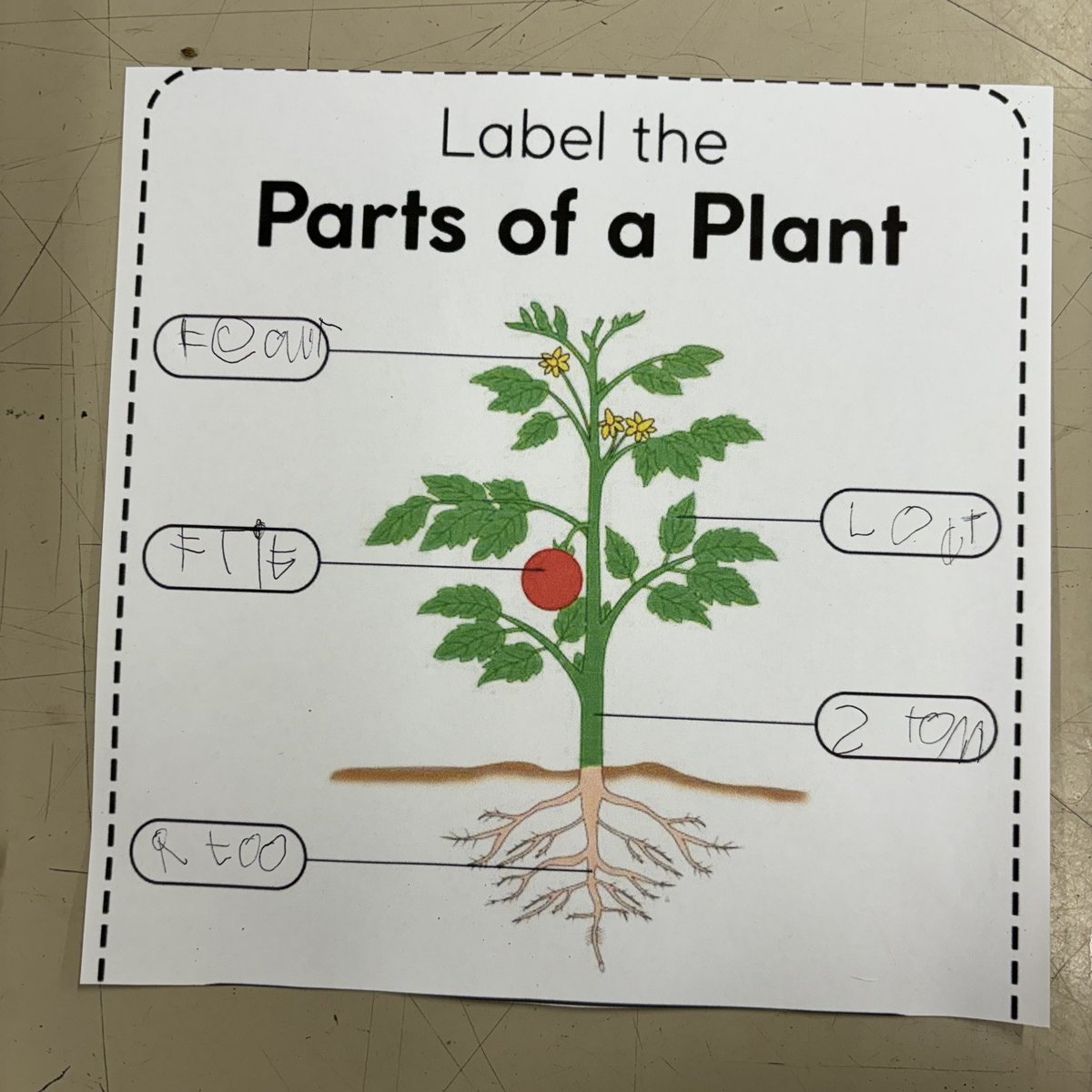 We’re an accredited training centre able to recognise participants’ practical skills &amp; knowledge through the AQA Unit Award Scheme. This week some of our New Leaf students demonstrated their food growing knowledge, by labelling the parts of a tomato plant.