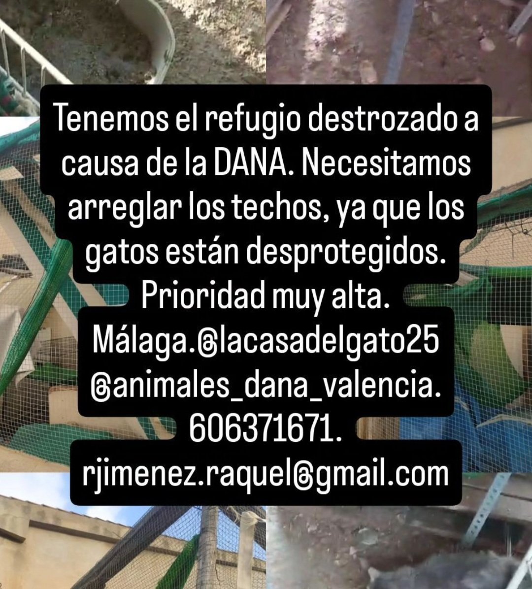 gemcantos's tweet photo. ⚠️ EN MÁLAGA TAMBIÉN NECESITAN AYUDA ⚠️

"La Casa del Gato" en Málaga, necesita donaciones económicas para reconstruir el techo del refugio y también comida renal para los gatos más mayores. https://t.co/Gsj3NLWdXf