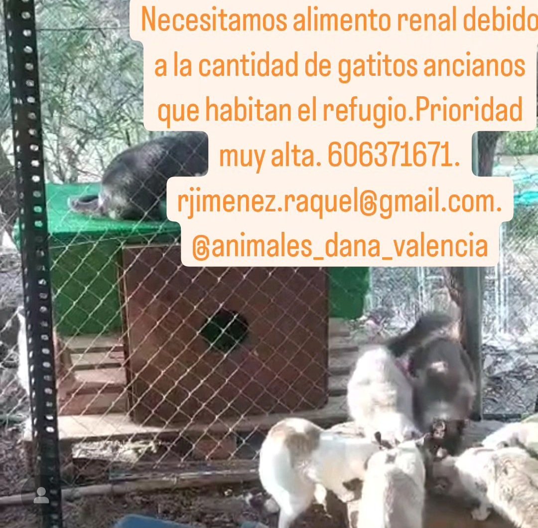 ⚠️ EN MÁLAGA TAMBIÉN NECESITAN AYUDA ⚠️

"La Casa del Gato" en Málaga, necesita donaciones económicas para reconstruir el techo del refugio y también comida renal para los gatos más mayores.
