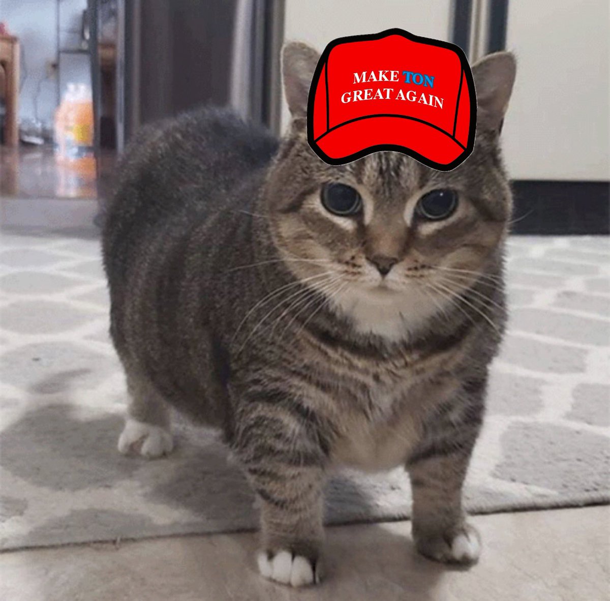 Spinning cat — $OIIAOIIA tweet media