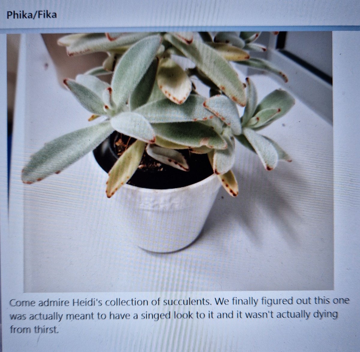 Fantastic first whole school meeting yesterday for our new school of Allied Health Professions and Pharmacy. What an amazingly caring and positive team who care deeply about our students &amp; <a href="/KeeleUniversity/">Keele University 🐿️</a> (and my plants, it seems 🤣)