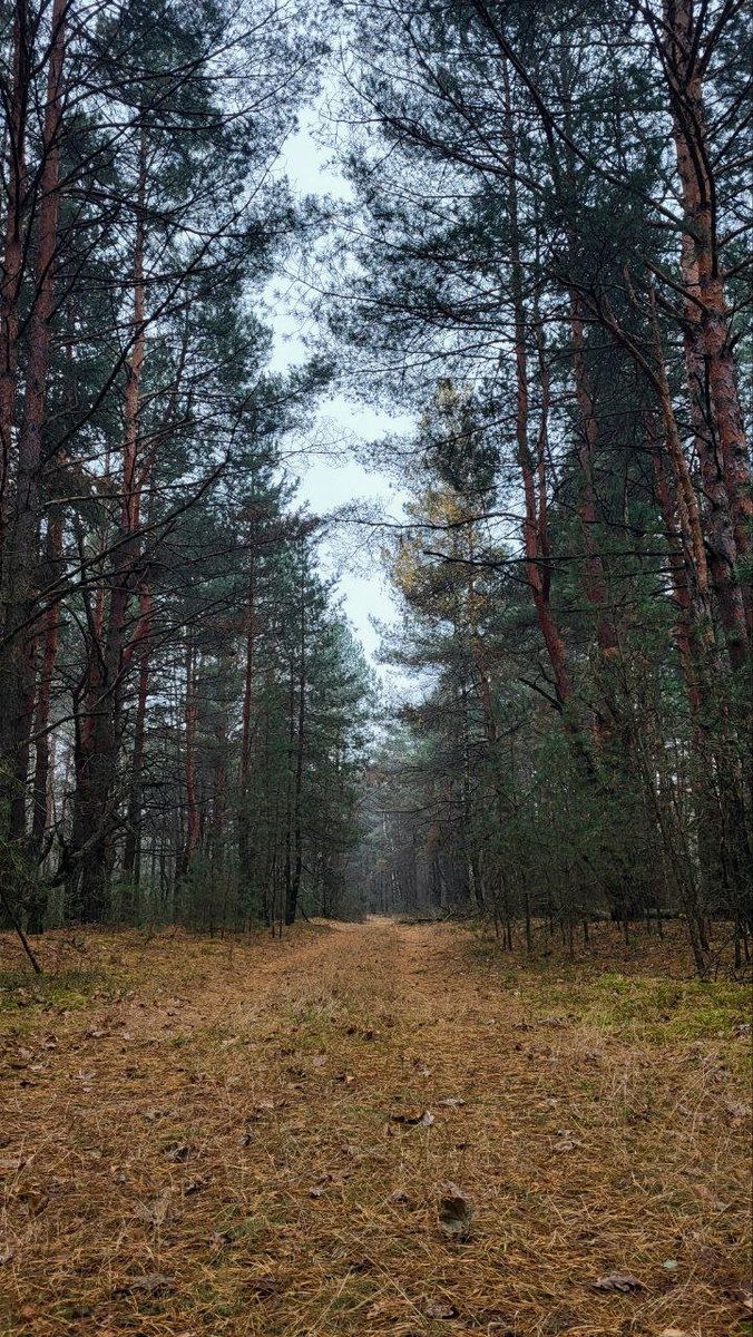 Мой жизненный путь выглядит так🌲