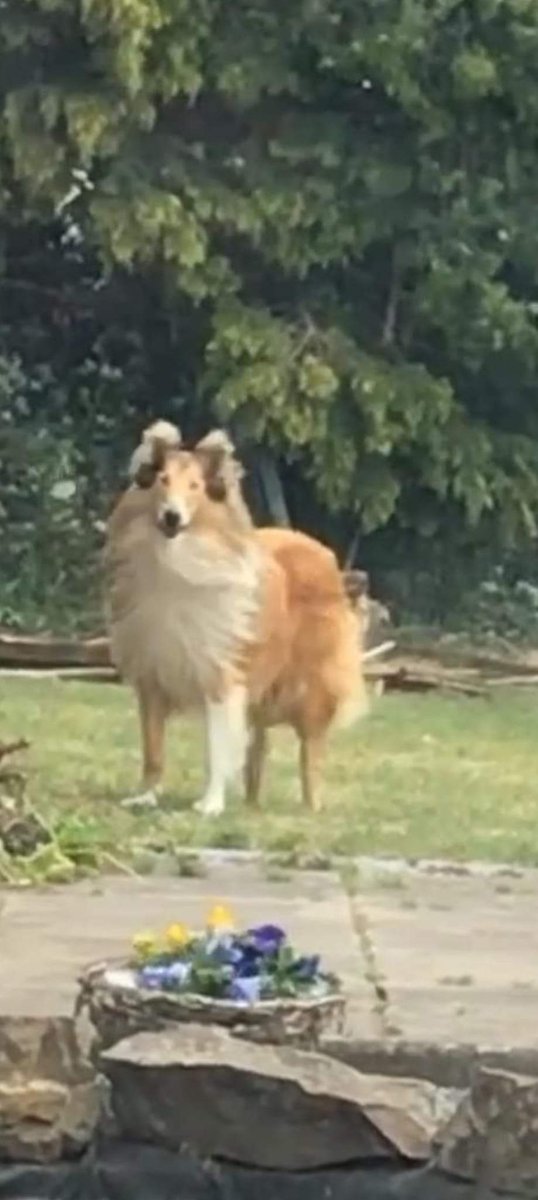 MISSING!! REWARD FOR RETURN!!

TEDDY is missing since Halloween night in the ballygall area of #Glasnevin. Potential sightings in Phoenix park area &amp; bluebell but could be anywhere in Dublin by now.

Reward for his return £500. Any information please contact immediately!