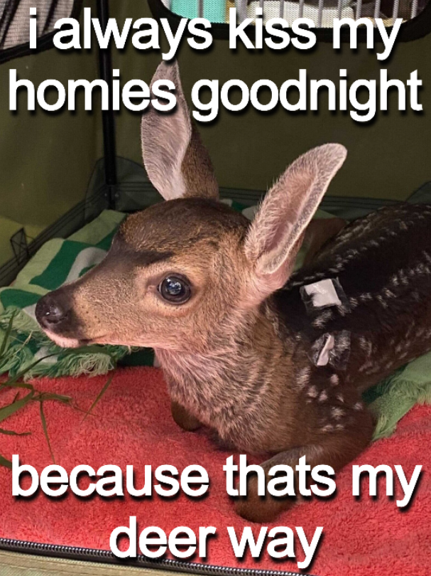 deertexting's tweet photo. https://t.co/RRjIEvhvEO