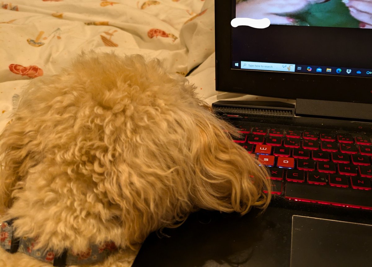 maybebeth's tweet photo. Echo just staring at @lyrabelacquas every time we call is a ✨mood✨ https://t.co/ttOwDmJ5K0