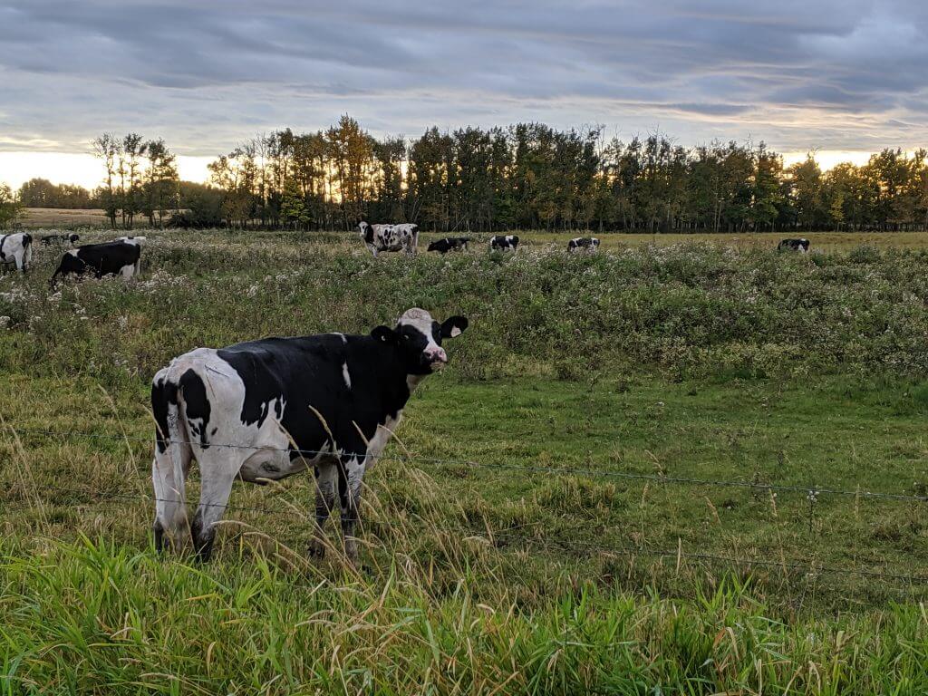 realagriculture's tweet photo. C-282 is tearing relationships in the agriculture industry apart. Read @ShaunHaney opinion column here: https://t.co/lr2IEcwKS0
#cdnag #ontag #westcdnag #c282 #cdnpoli https://t.co/HjLgF572ik